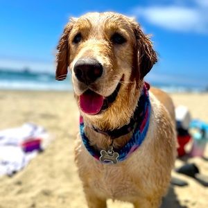 Meet your Posher, Joseph